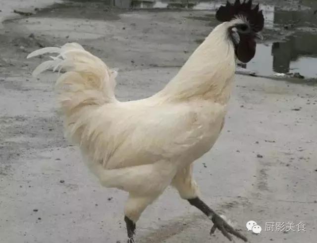 全世界的鸡都在这了，有你认识的吗？