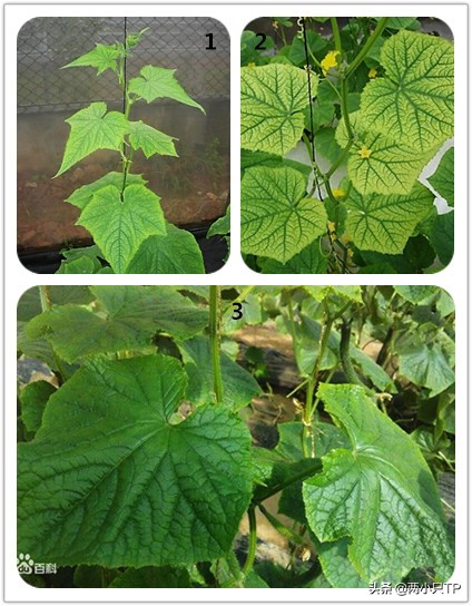 植物缺铁缺镁的症状是什么,植物缺镁最简单的补充方法