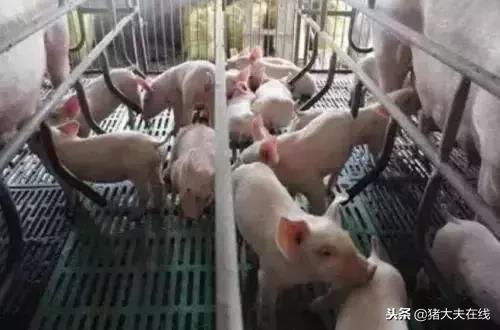 养猪小妙招100集,养猪偏方