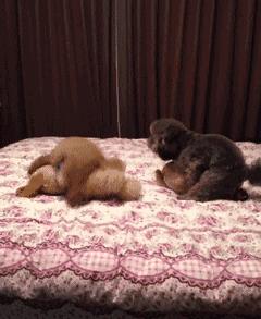 带猫做绝育猫会恨主人吗,女人带狗狗做绝育手术