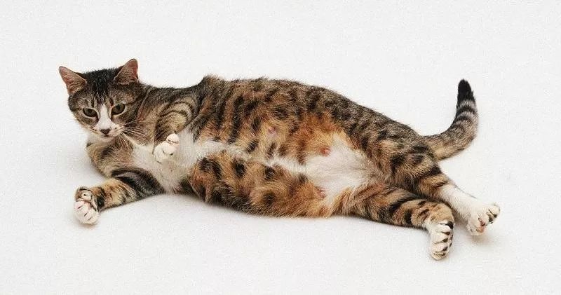 繁育人要知道的:孕猫子宫与胎儿关系示意图