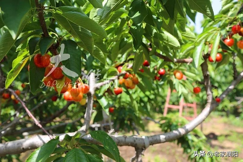濮阳县各乡镇地名由来,濮阳最早出现的地名