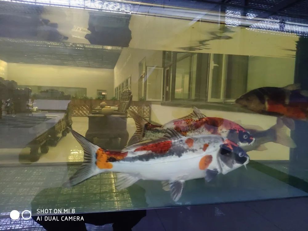 爱鲤养殖,爱鲤是什么意思