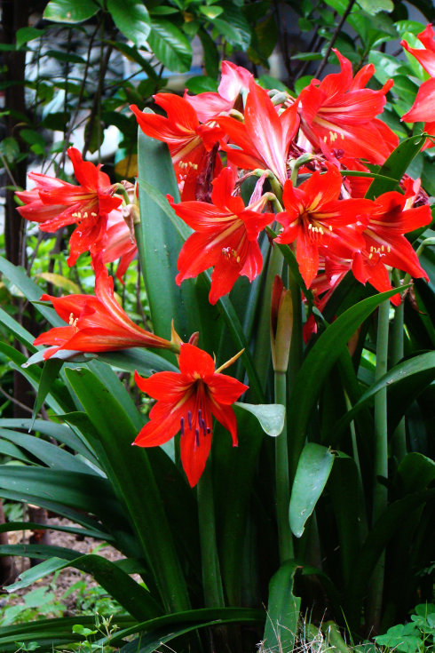 好养的盆栽花卉大全,人养花花