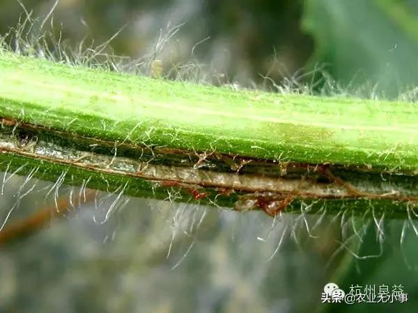 新版西瓜病虫害解决方案,2020西瓜病害视频