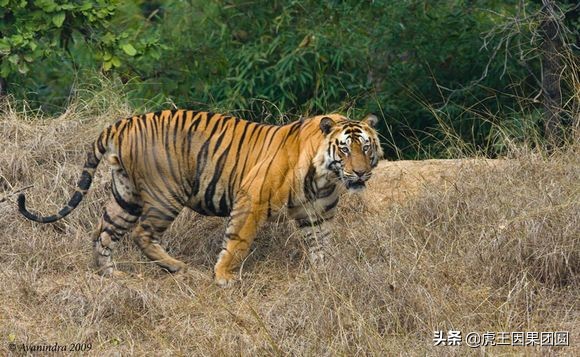 巴梅拉雄虎,传奇虎王战斗视频