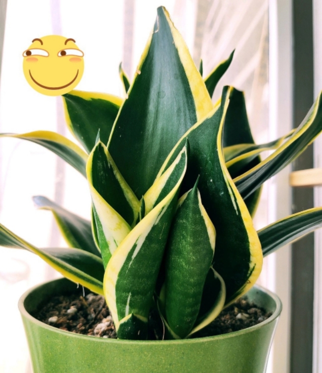 30种耐晒植物室内盆栽,十大室外盆栽最好养活的花