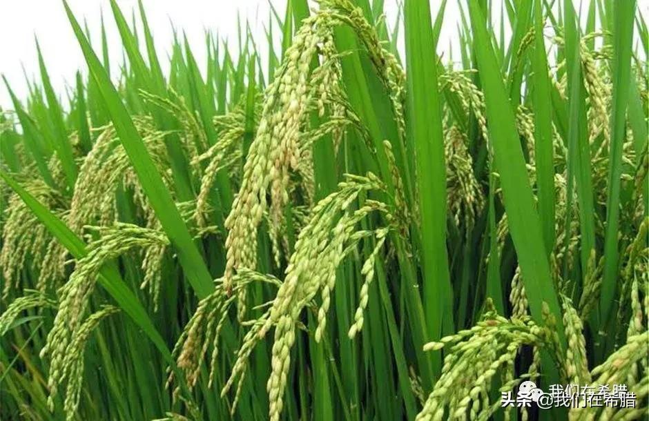 希腊超市大米价格,世界各国大米零售价格