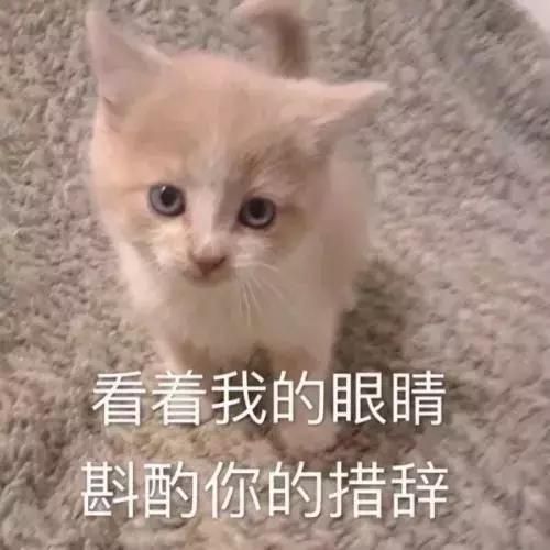 新手养猫适合养什么猫便宜,没钱养猫真的不能养吗