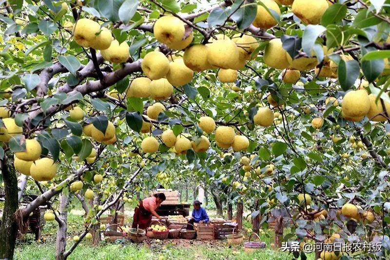 广药集团献爱心，为宁陵县百岁长寿老人赠送“粤光宝盒”