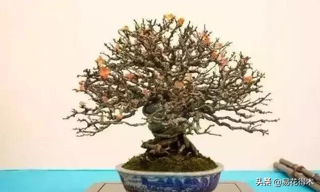 日本海棠的养殖方法,日本海棠花卉习性