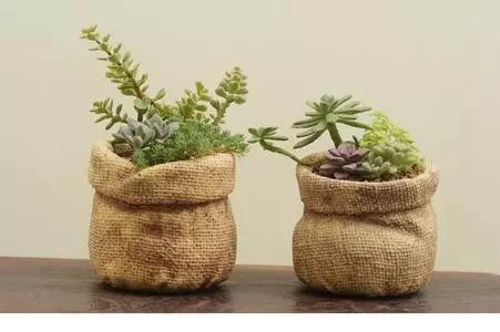 家里花瓶插花放点什么,创意养花花瓶