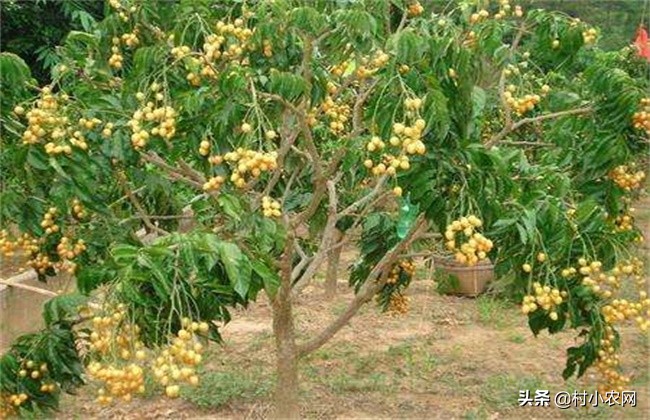 黄皮什么人不适合吃,黄皮的生长条件