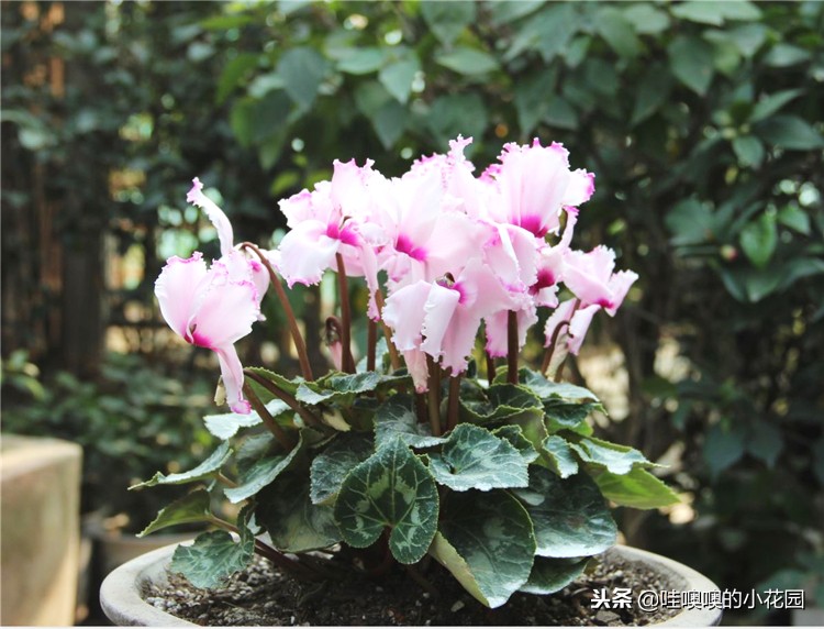 仙客来移盆倒伏的补救方法,仙客来花朵出现倒伏的原因