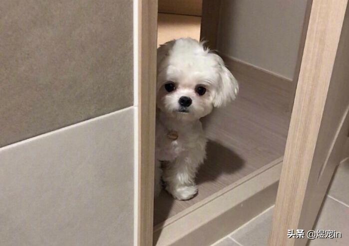 狗狗太活泼了咬人怎么办,狗狗太活泼兴奋