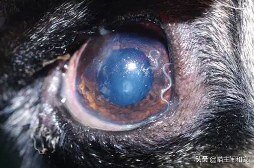 猫眼睛红肿流眼屎用什么药,猫眼睛里有红血丝眼屎多