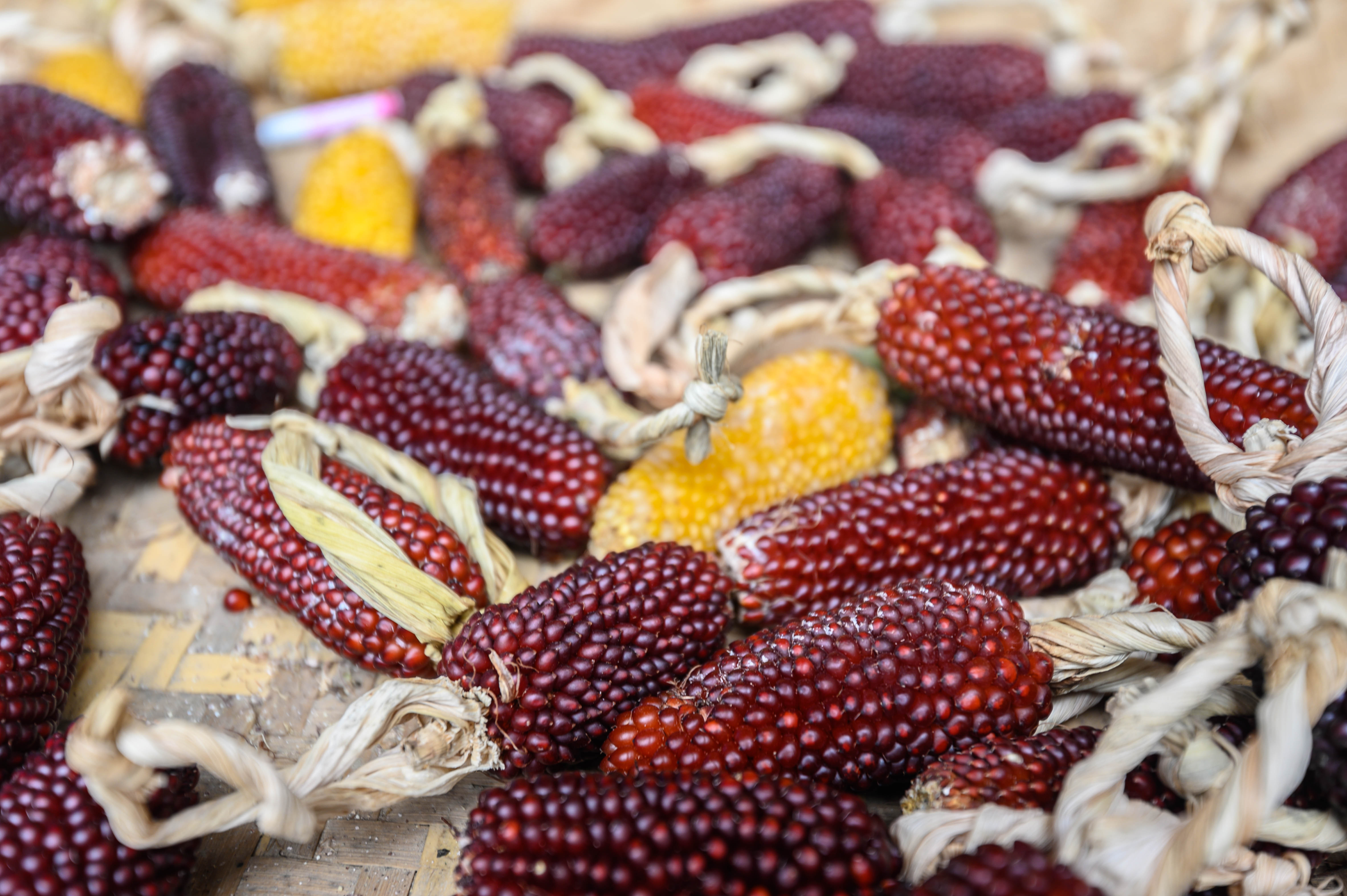 知道乌村吗，孩子来了就不愿离开，住乌村去西栅可以省150元