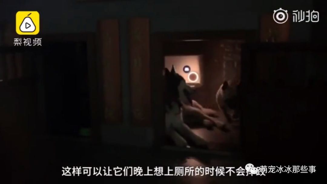 最壕狗窝！主人花3万5为爱宠造了个别墅，泳池和阳光房全都有