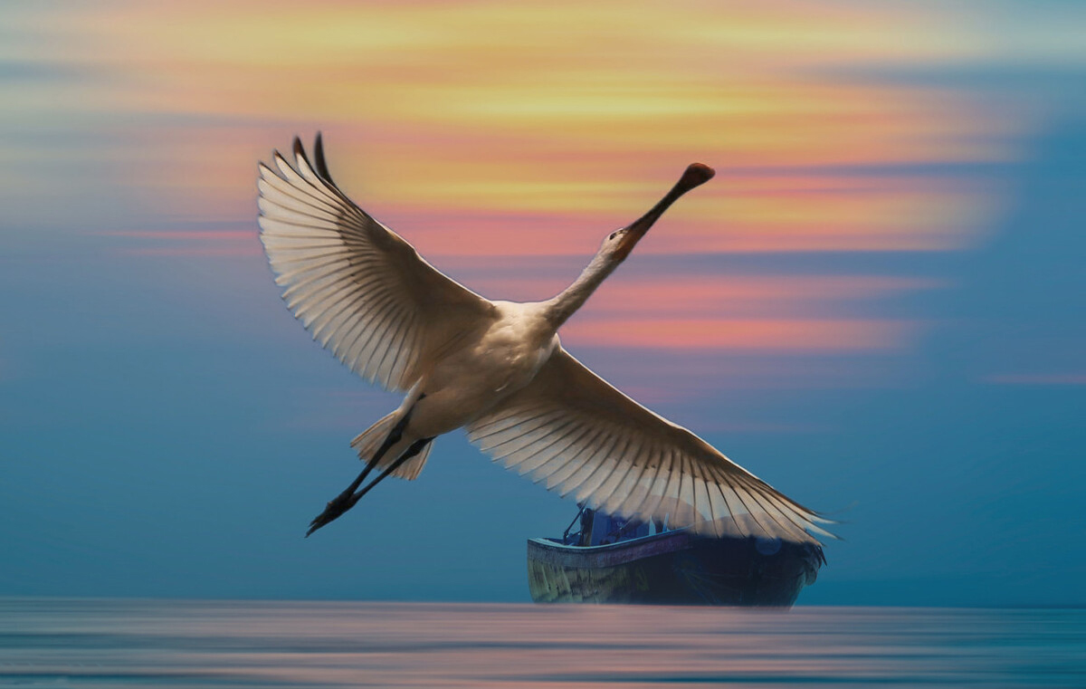 东江揽胜,惠州淡水常见鸟类图谱