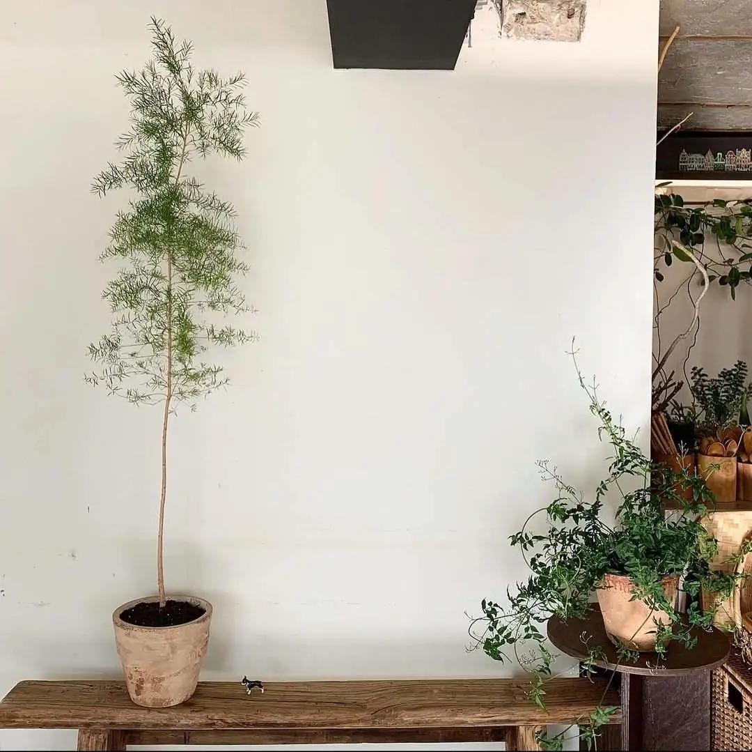 ins十大网红绿植,ins网红绿植大全