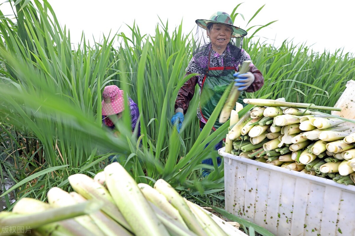 水芹种植技术视频大全,茭白苗为什么要割掉