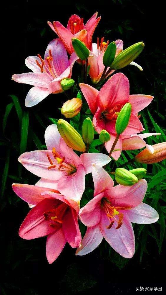 诗歌朗诵静待春暖花开,朗读咏兰花古诗