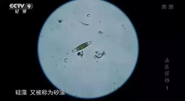 让尸体开口“说话”，央视爸爸手把手教你破悬案！