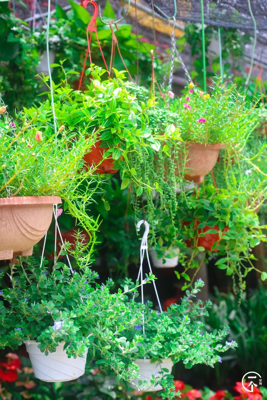 深圳布吉房租走势,布吉租房大概是什么价位