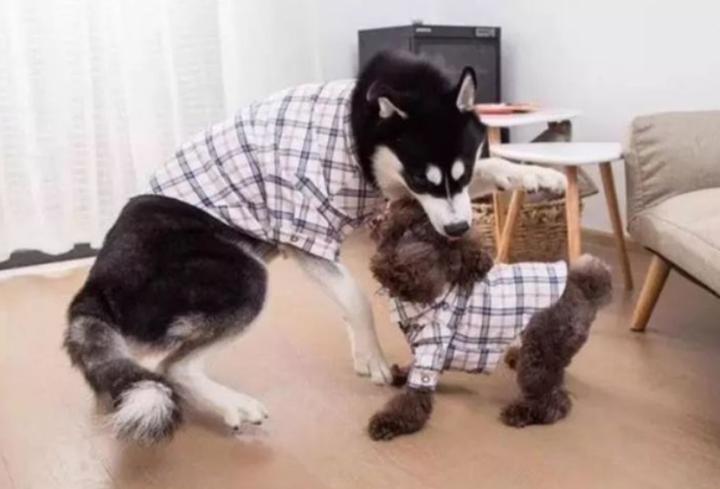 大狗咬泰迪事件,泰迪被大狗咬伤口溃烂