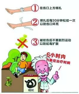 野外遇见巨型眼镜王蛇,近两米长眼镜王蛇