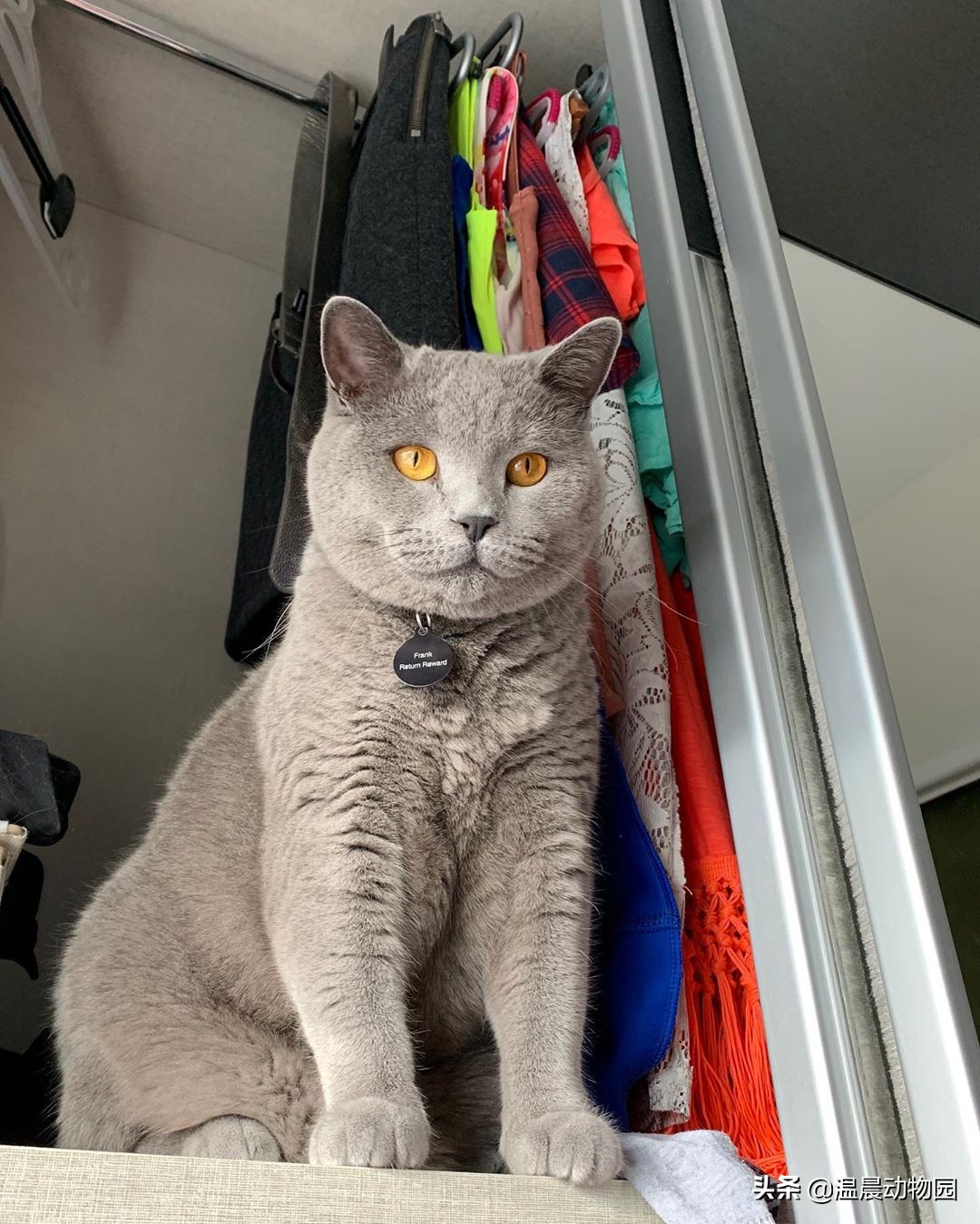 猫咪刚到家需要注意什么事项,猫咪刚到新家如何防止乱叫