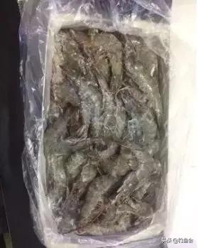 用拉丝粉蚯蚓拉饵的配制方法,老鬼鲜蚯蚓拉饵开饵教程