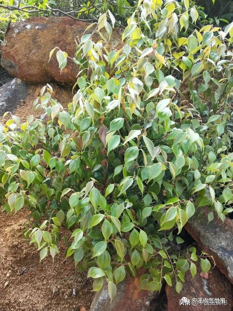 认识身边的中药材,认识中医寻找身边的中药