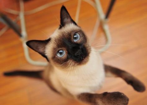 小猫拉肚子咋办如何喂猫咪吃药,小猫着凉拉肚子