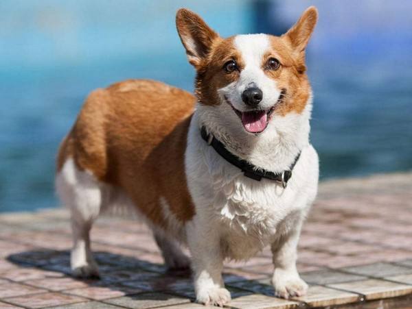 柯基吃什么牌子狗粮好,柯基狗粮性价比高的牌子