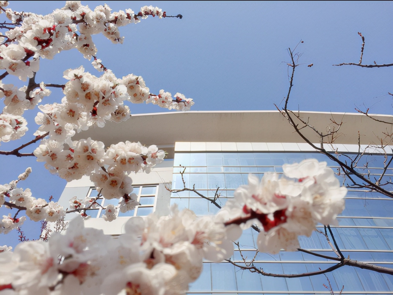 青岛酒店管理职业技术学院新校区,青岛双高院校