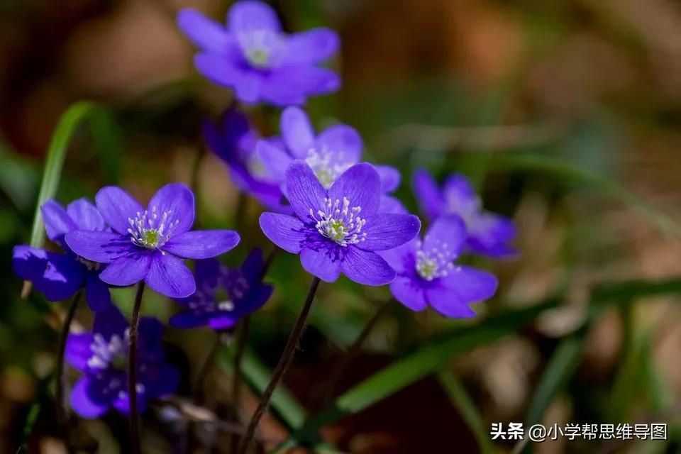 垃圾分类的优秀作文300字三年级,垃圾分类绿色校园作文