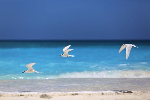 畅游西沙的旅行社,带你畅游三亚