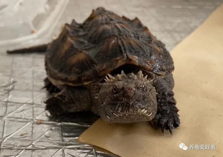 热带龟和龙,热带龟和鱼混养