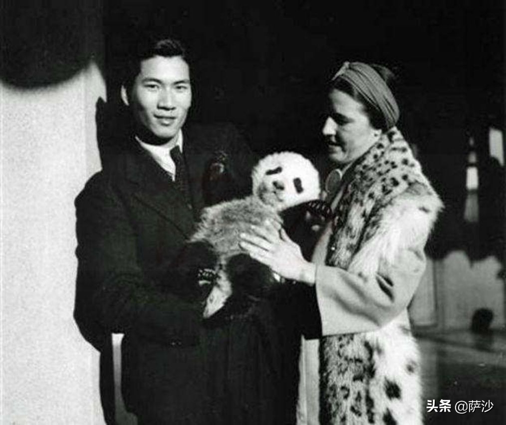 熊猫是如何被发现的英文版,熊猫是哪一年被人类发现的