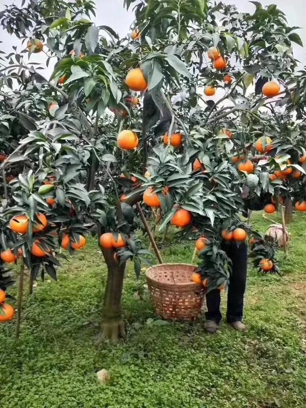 家乡的果子,家乡特产果子图片