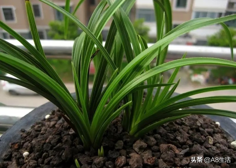 每日一品兰花图片大全,每日一品兰花价格