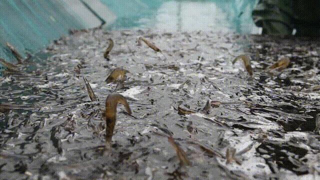 北海正宗海味鲜虾虾滑,广西北海新鲜虾滑