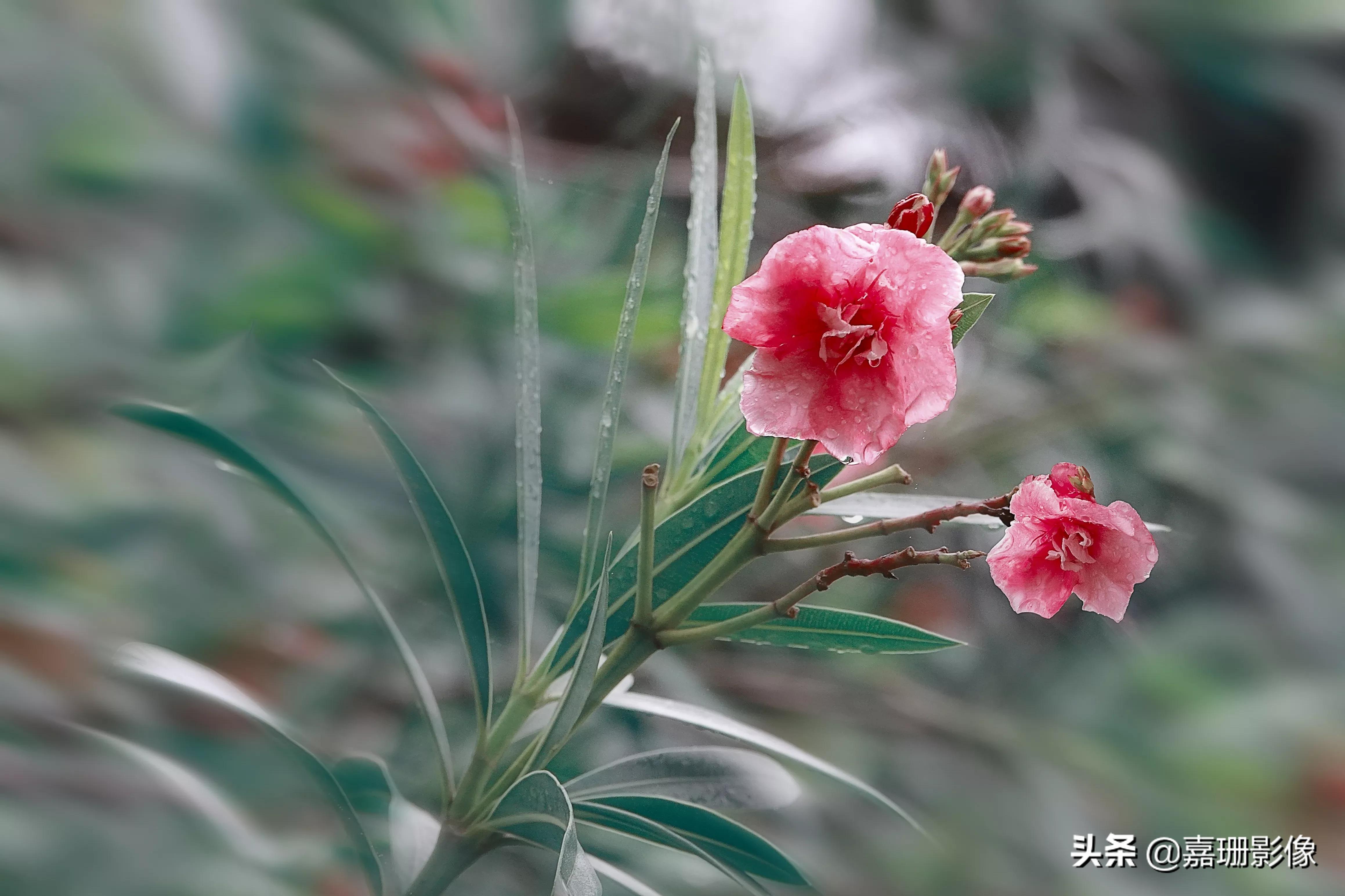 看看花容，听听花语2020年我镜头里的百种花卉