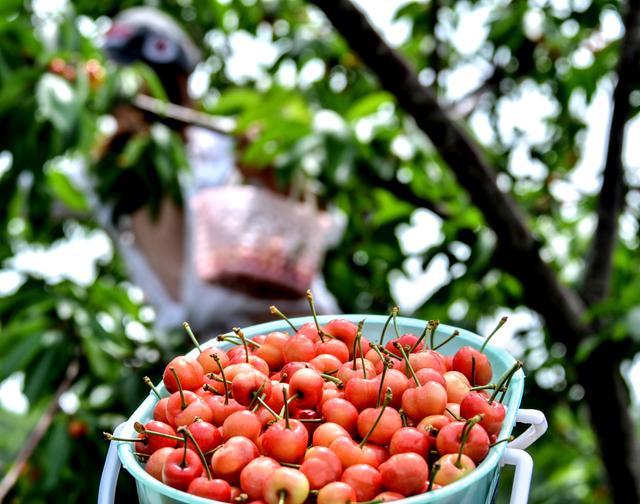 开封博爱网络樱桃节,博爱樱桃节是什么时候