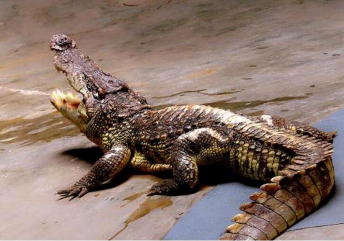 鳄类养殖方法,鳄龟养殖有什么用