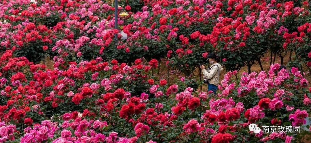 南京溧水千亩玫瑰,南京玫瑰园千亩花海迎来盛花期
