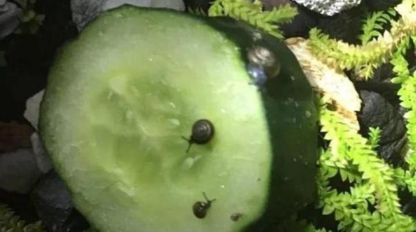 3月花卉预防什么病虫害,3月底哪些月季招虫子