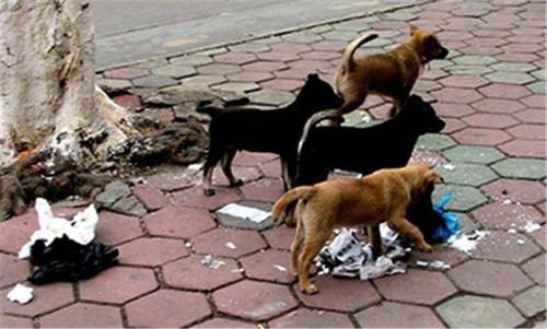 狗狗乱叫怎么教狗狗安静,狗狗乱叫怎么训练边牧