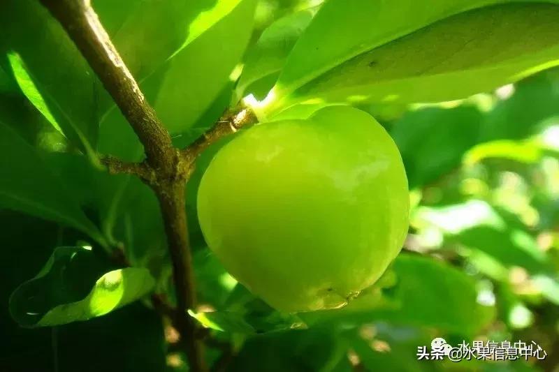 针叶樱桃不是樱桃,针叶樱桃与山樱桃一样吗